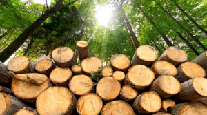 Freight Costs Find Stability Amidst Lumber Price Surges